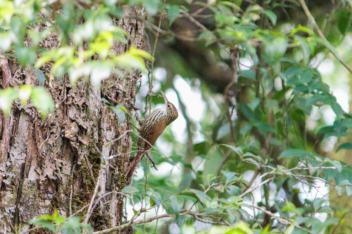 Scaled Woodcreeper - ML622053045