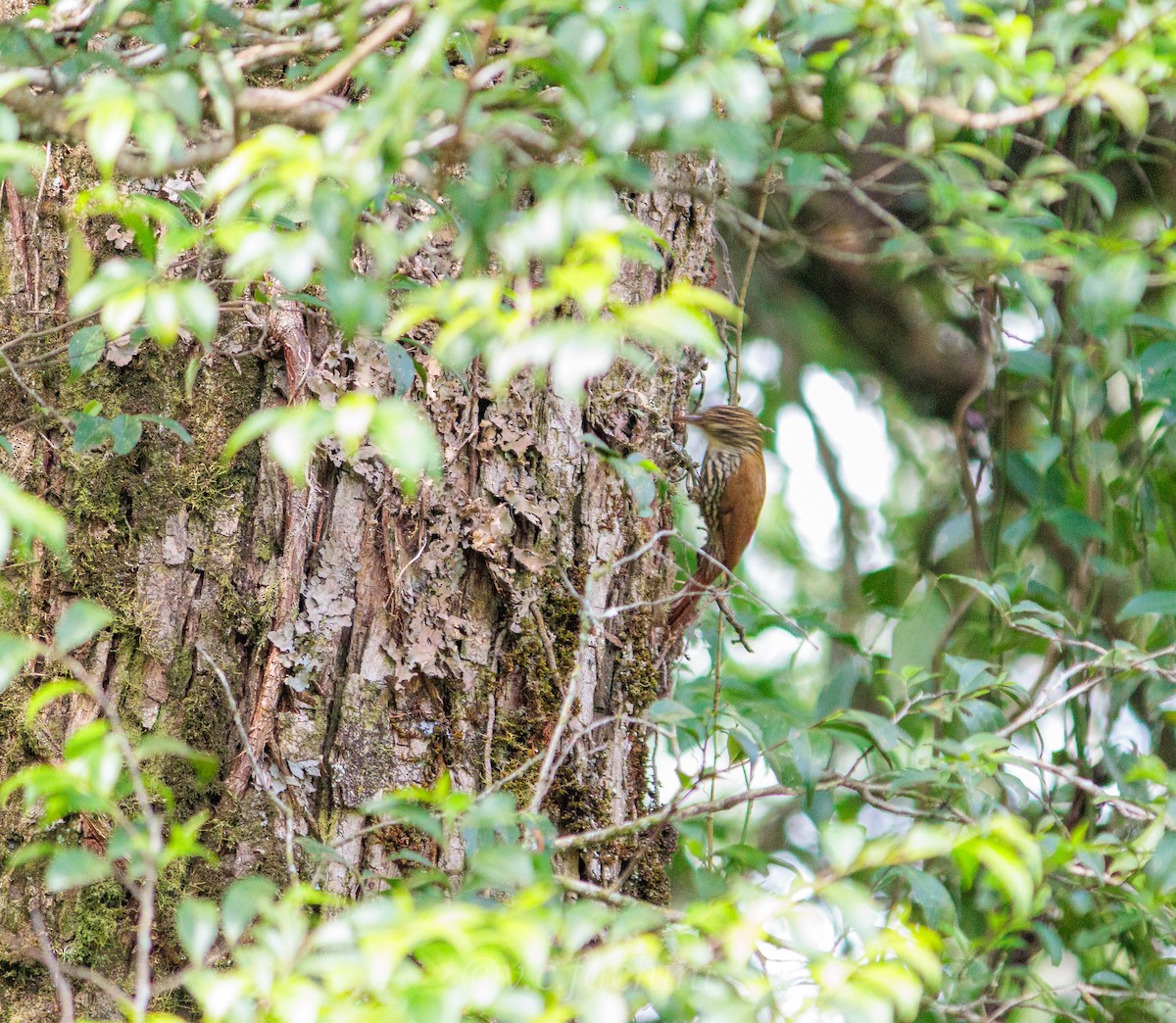 Scaled Woodcreeper - ML622053047