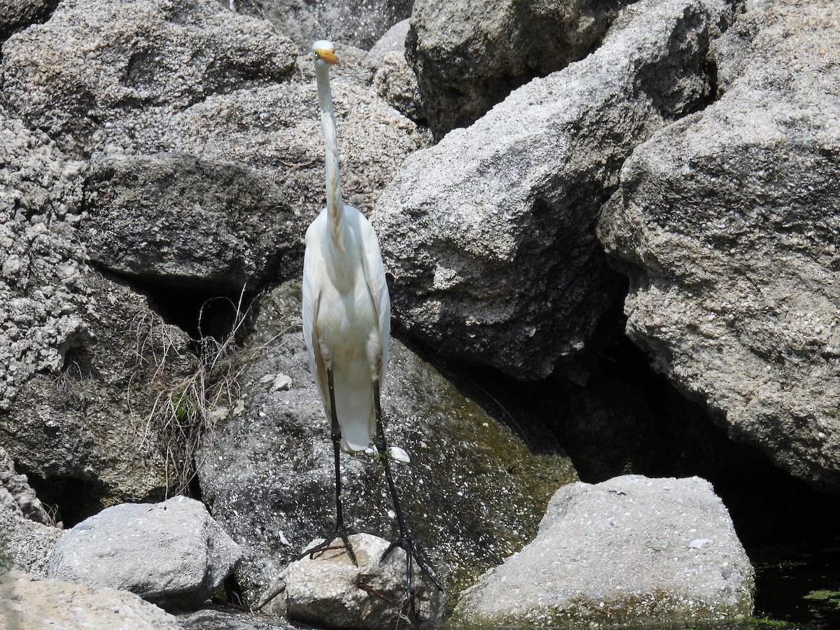 Great Egret - ML622053048