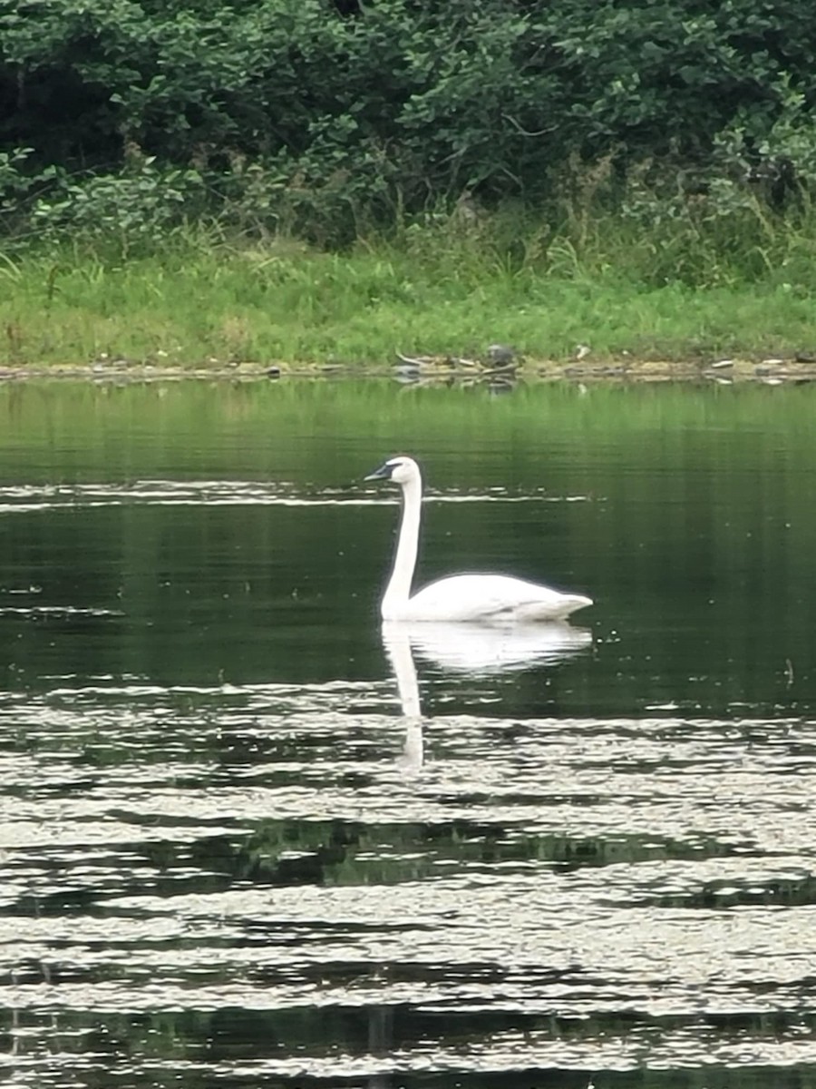 Trumpeter Swan - ML622053050