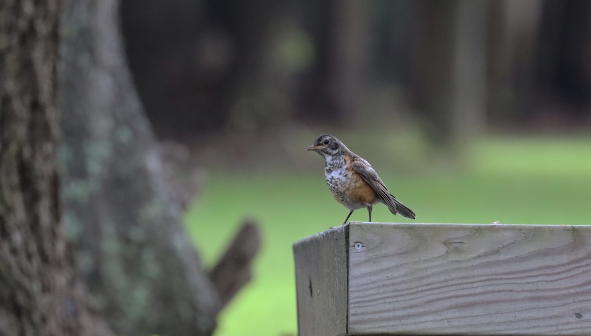 American Robin - ML622053051