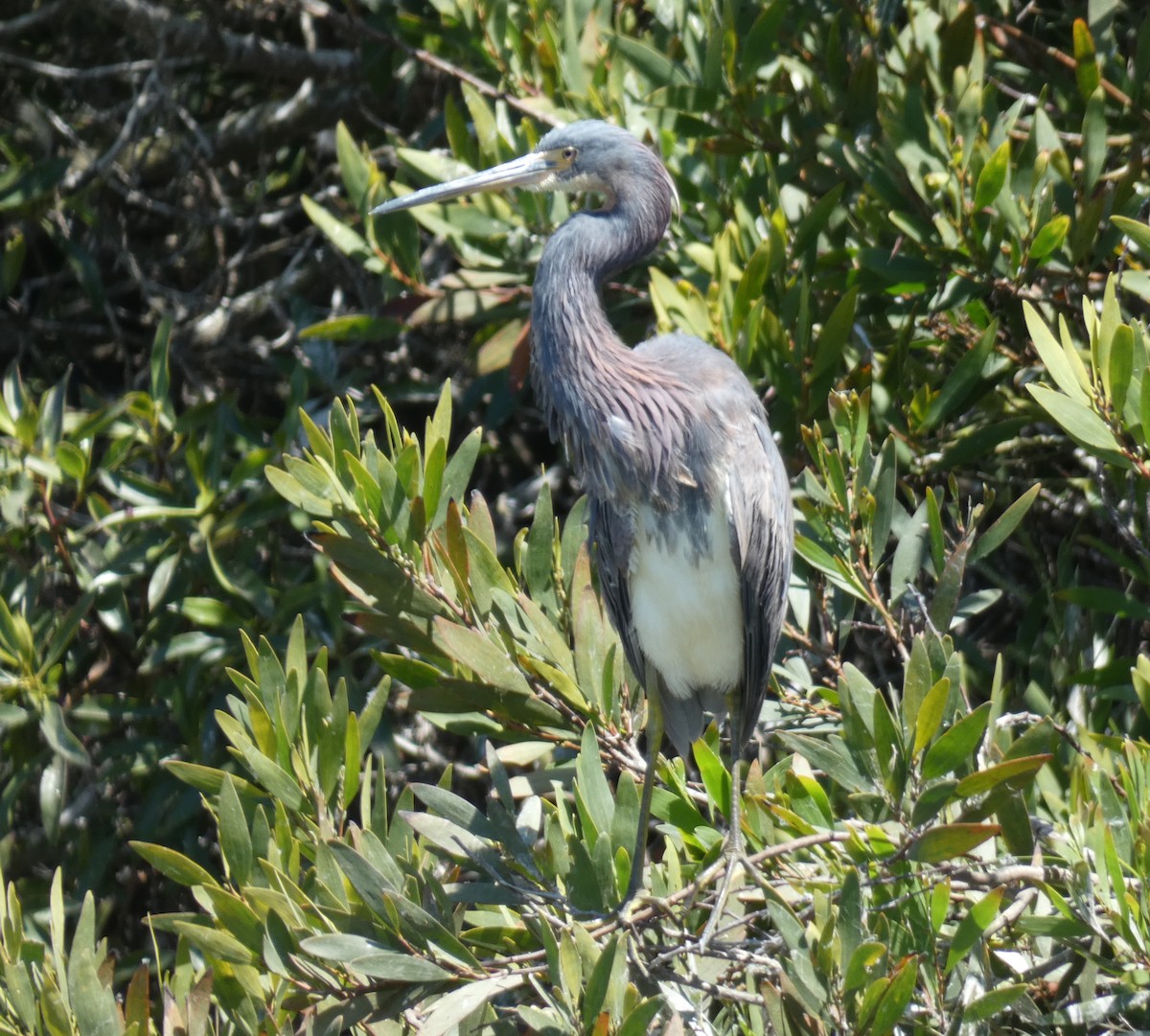 Tricolored Heron - ML622053052