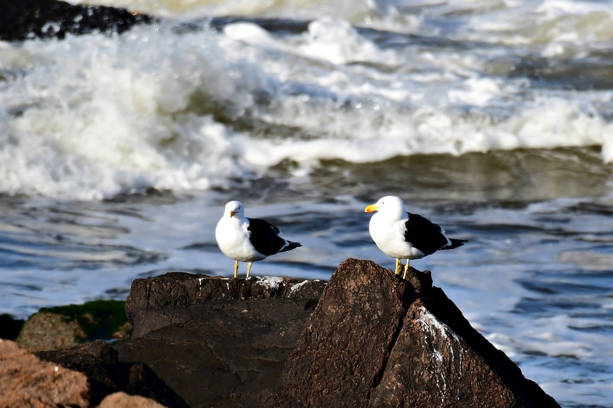 Kelp Gull - ML622053053