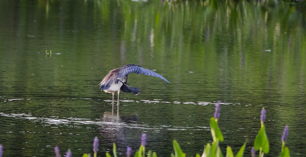 Tricolored Heron - ML622053054