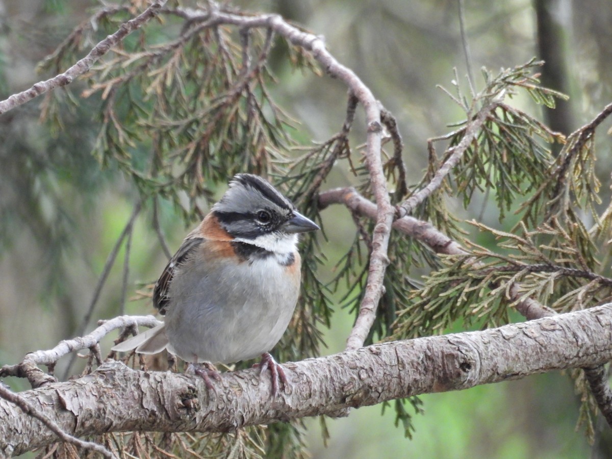 Rufous-collared Sparrow - ML622053055