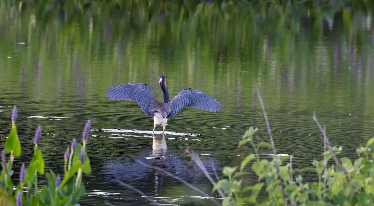 Tricolored Heron - ML622053056