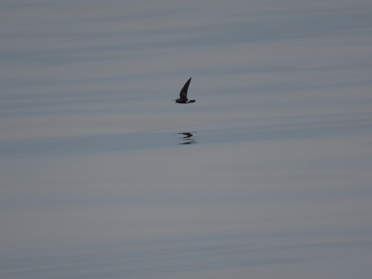 Elliot's Storm-Petrel - ML622053057