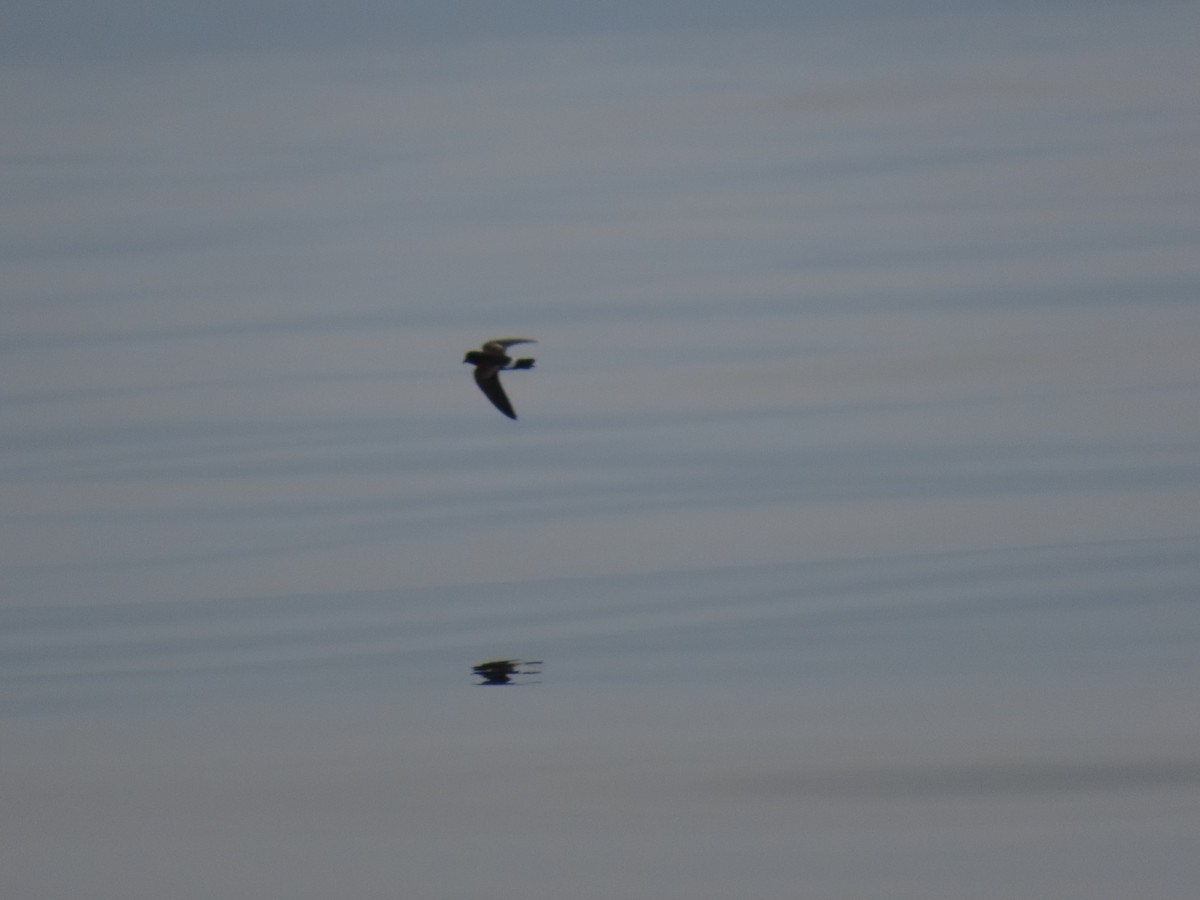 Elliot's Storm-Petrel - ML622053058