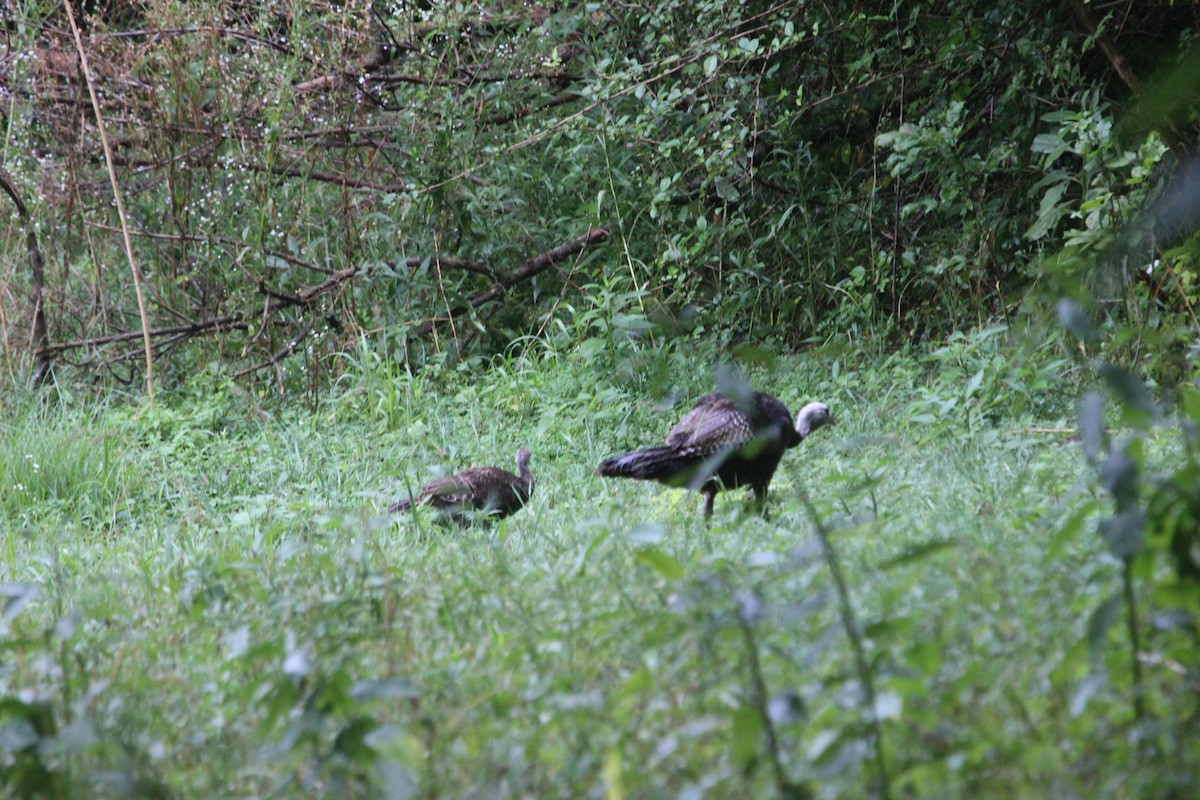 Wild Turkey - ML622053059