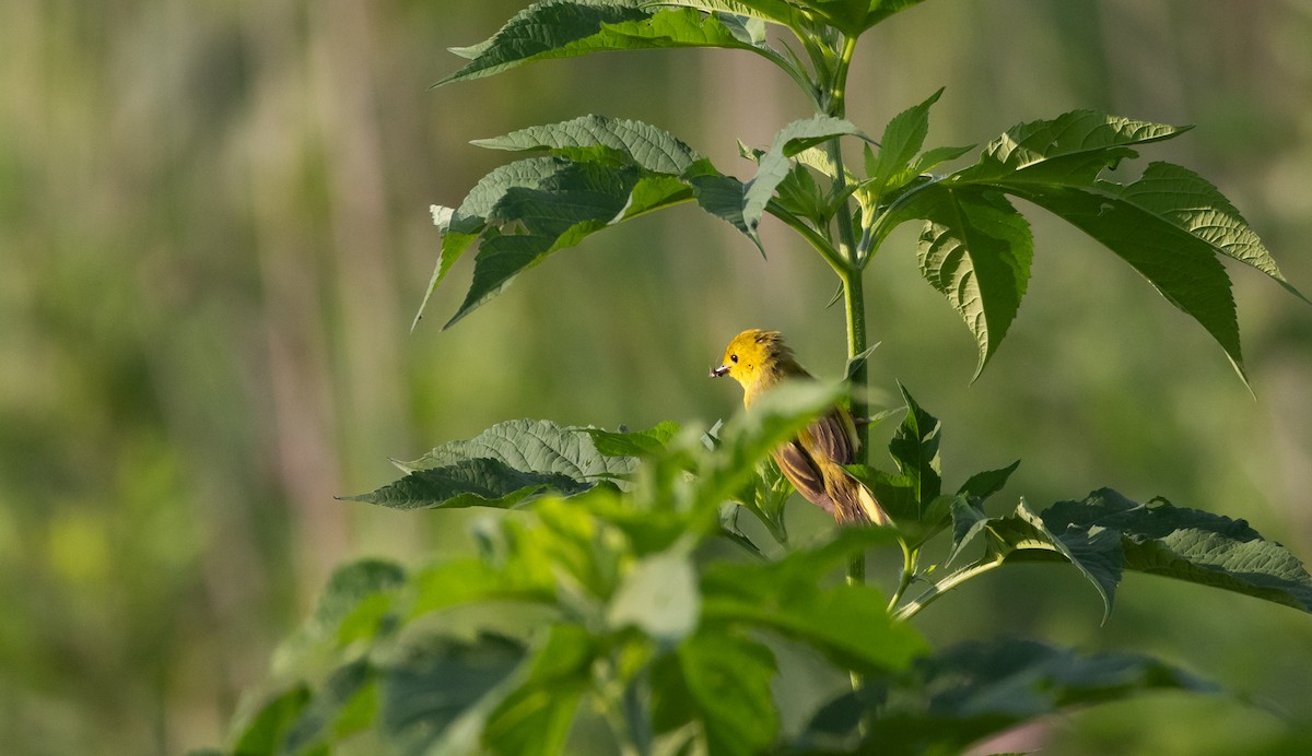 Yellow Warbler (Northern) - ML622053060