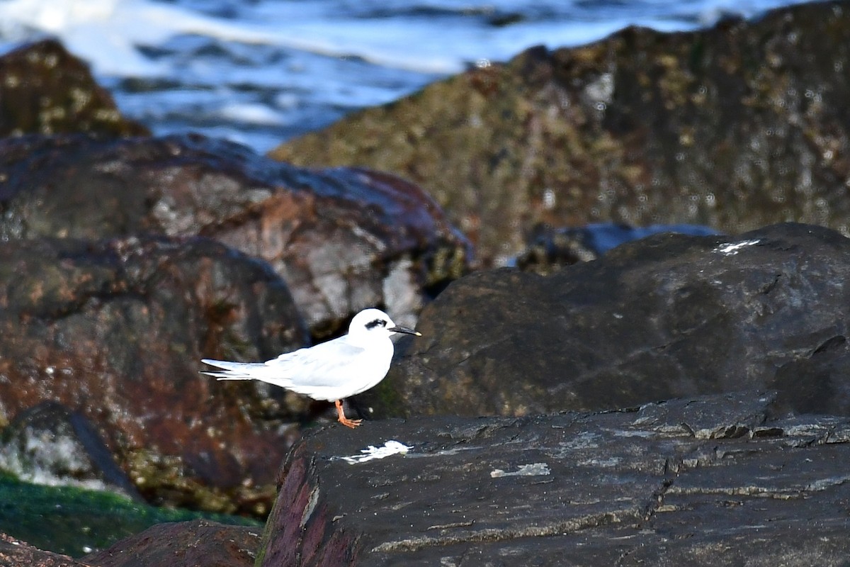 Snowy-crowned Tern - ML622053061