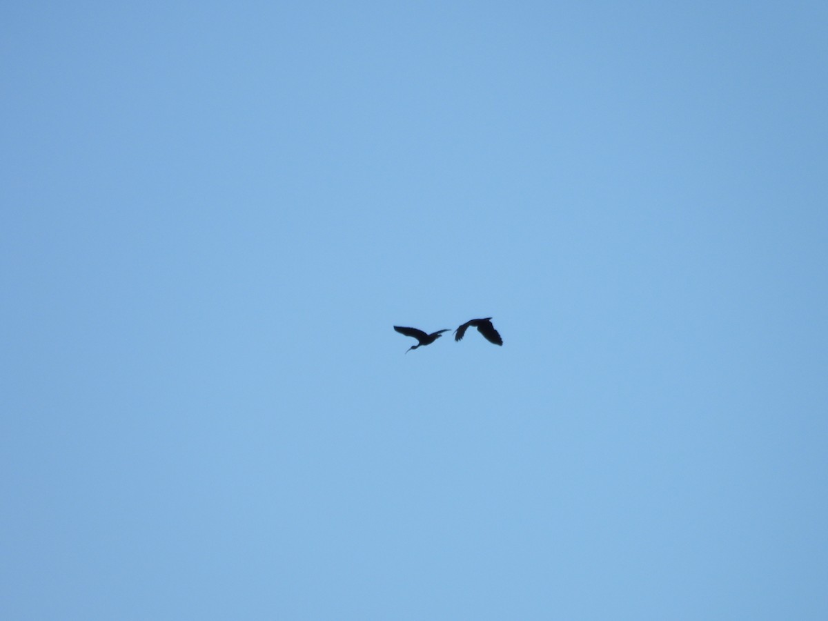 Bare-faced Ibis - ML622053062