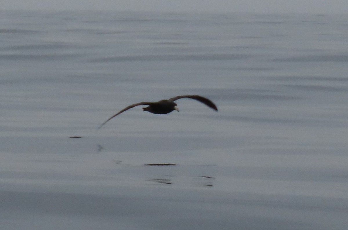 Southern Giant-Petrel - ML622053064