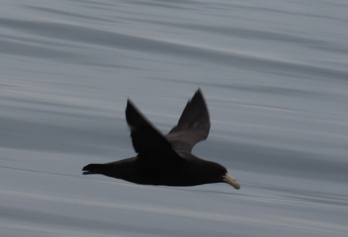 Southern Giant-Petrel - Nelson Contardo