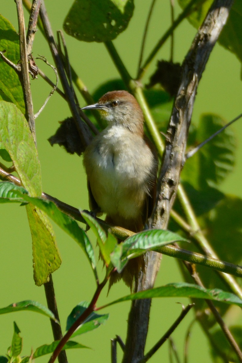 Yellow-chinned Spinetail - ML622053066