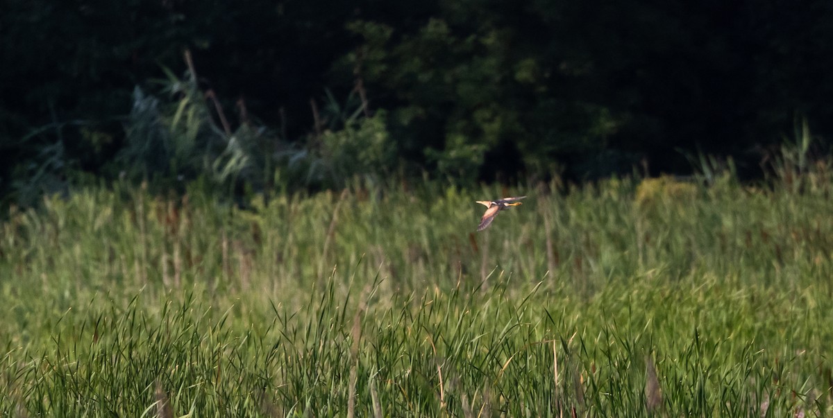 Least Bittern - ML622053067