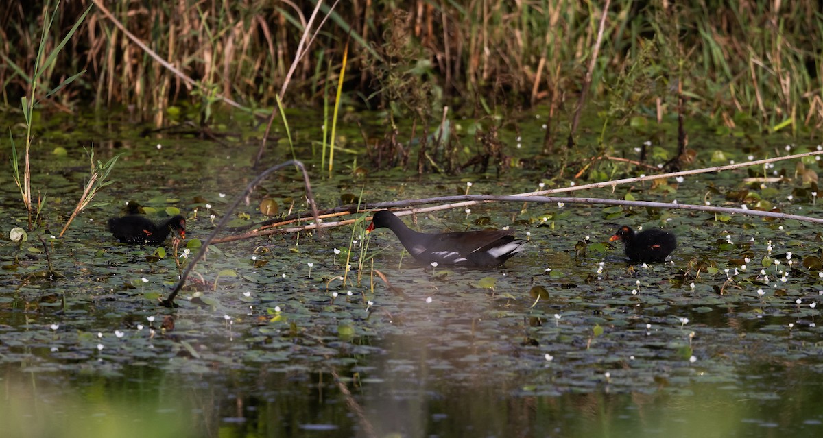 Common Gallinule - ML622053068