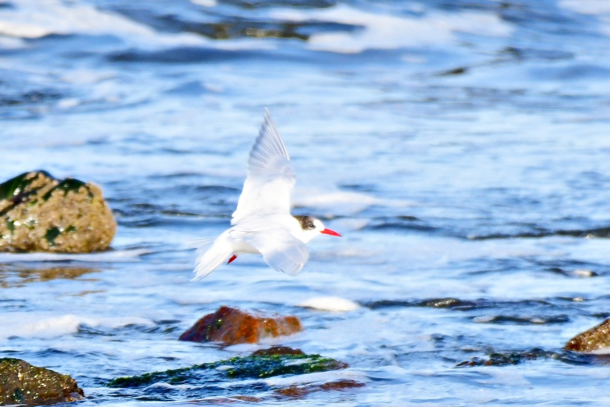 South American Tern - ML622053069