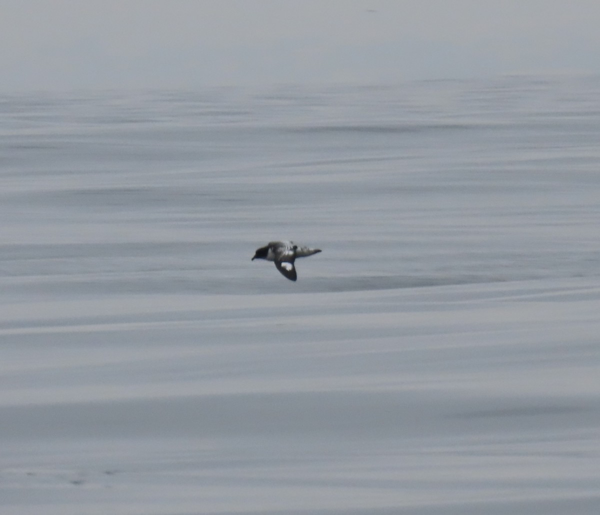 Cape Petrel - Nelson Contardo