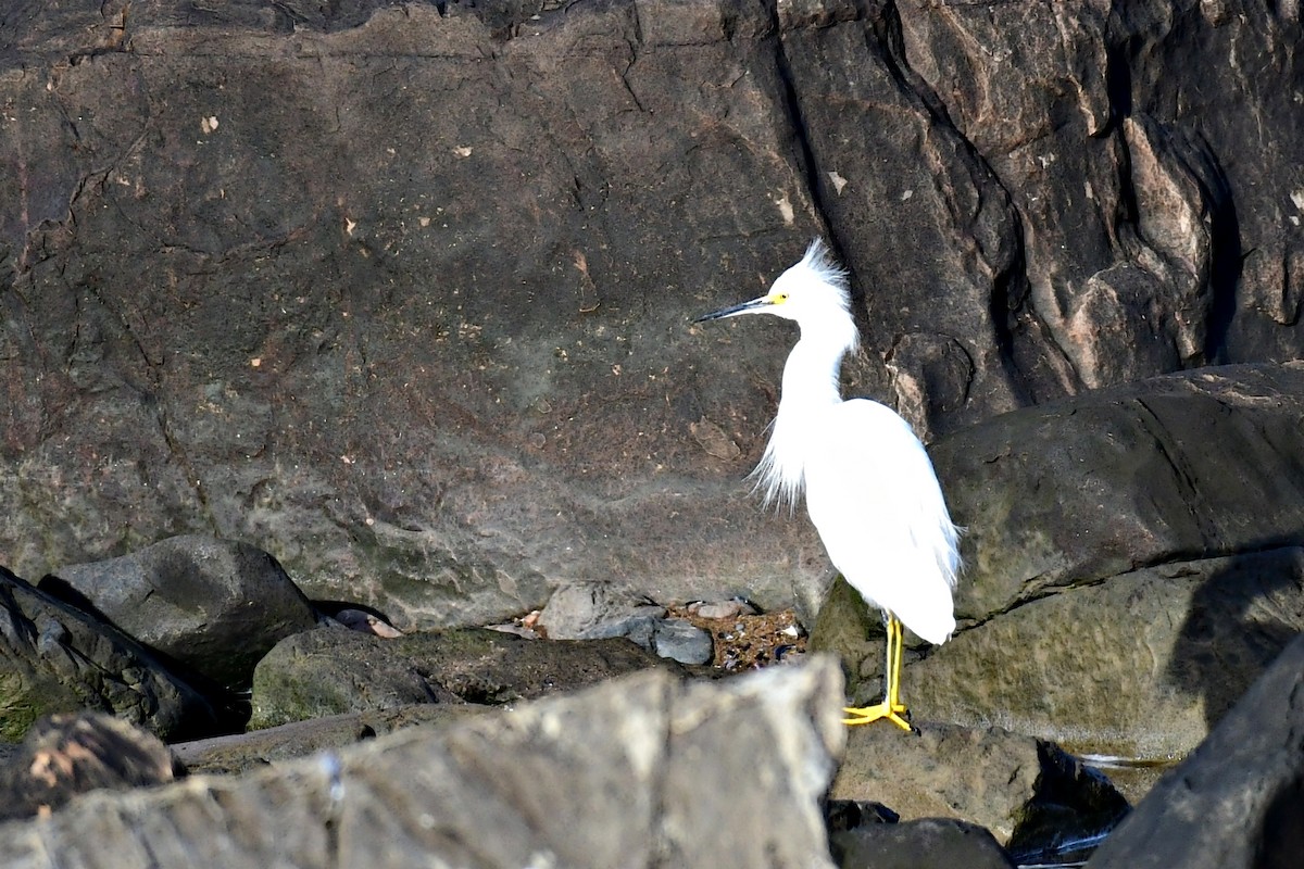 Snowy Egret - ML622053077