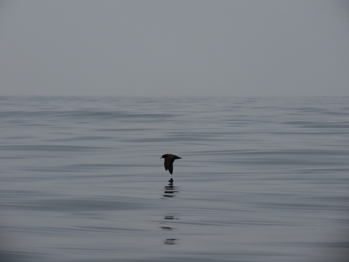 Puffin à menton blanc - ML622053078