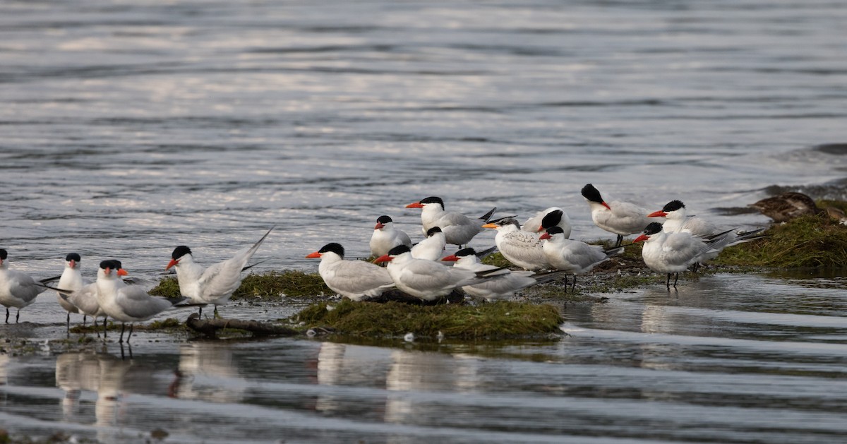 Caspian Tern - ML622053089