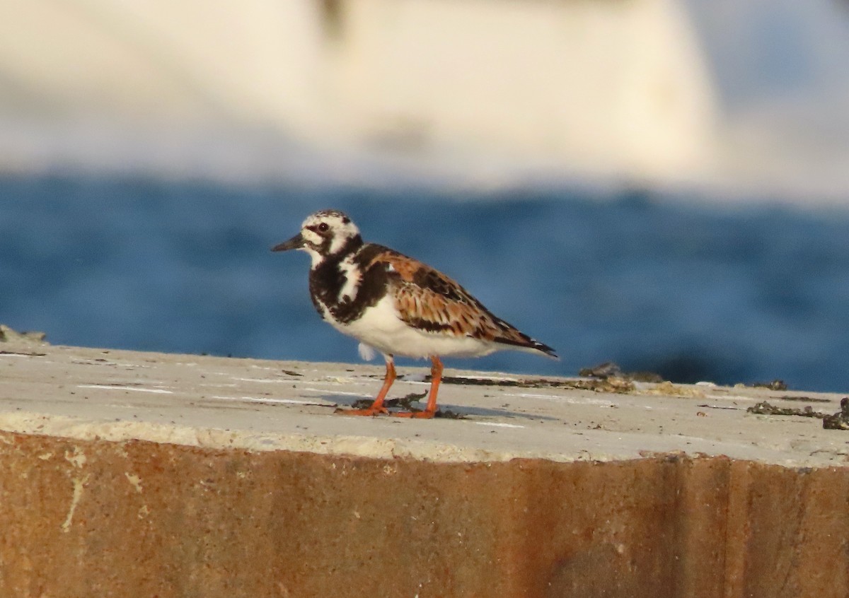 Ruddy Turnstone - ML622053102