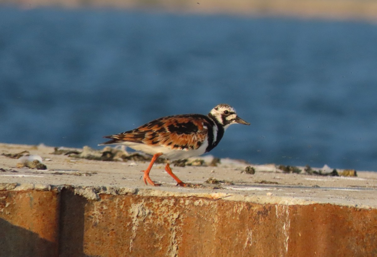 Ruddy Turnstone - ML622053103