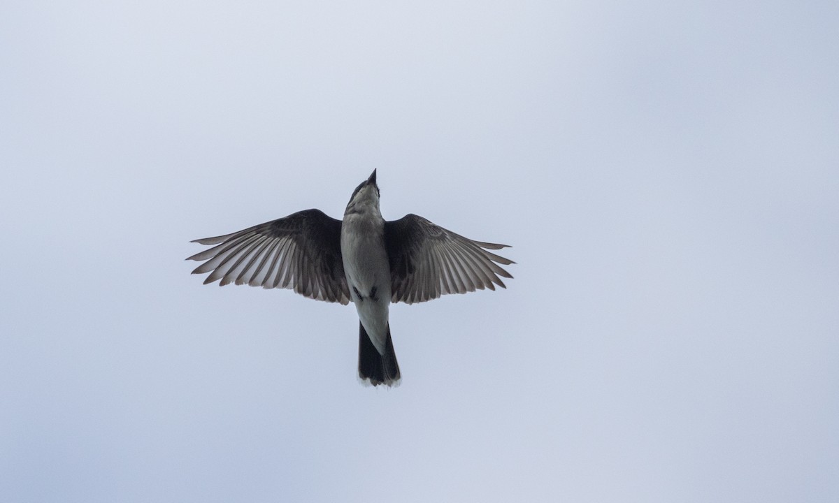 Eastern Kingbird - ML622053113