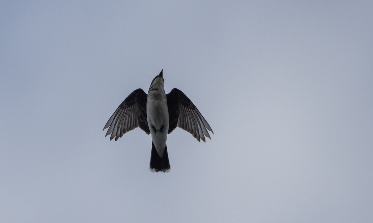 Eastern Kingbird - ML622053114