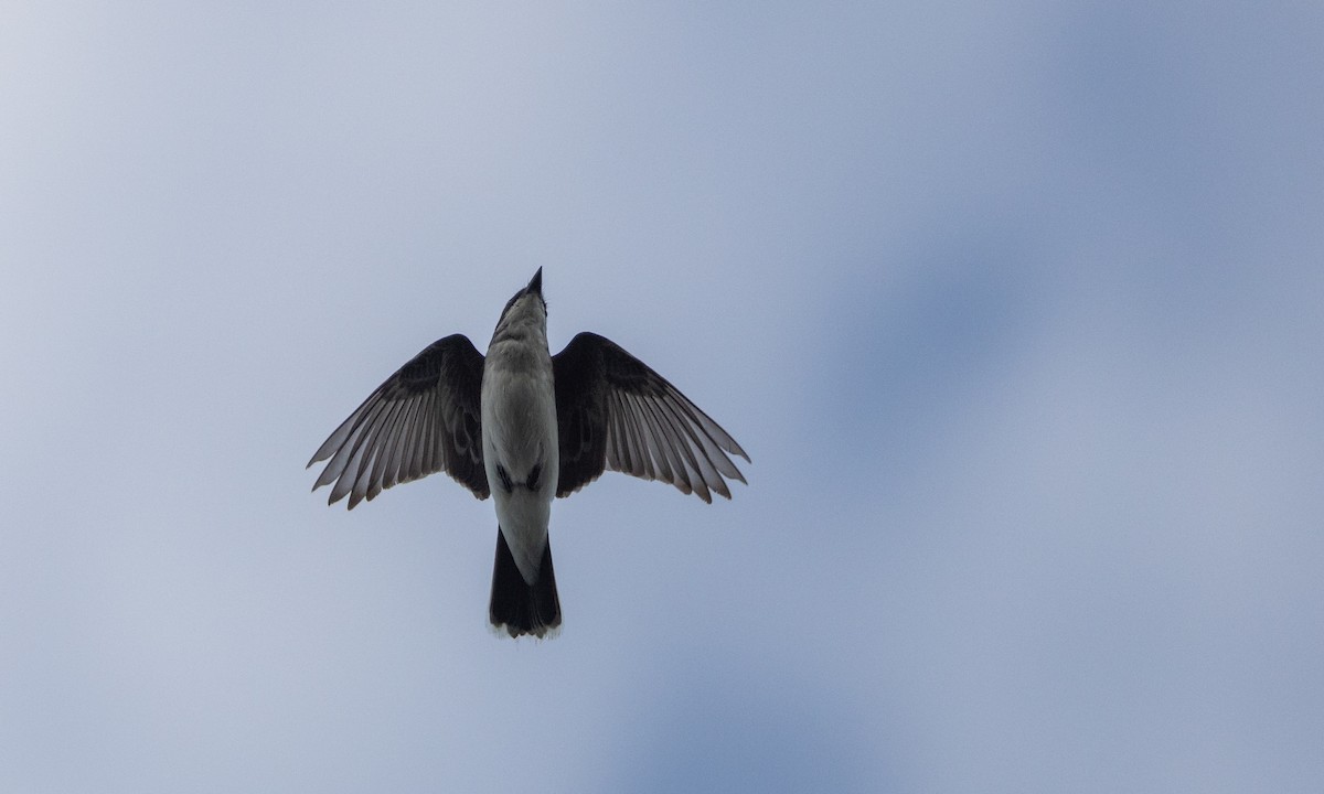 Eastern Kingbird - ML622053115