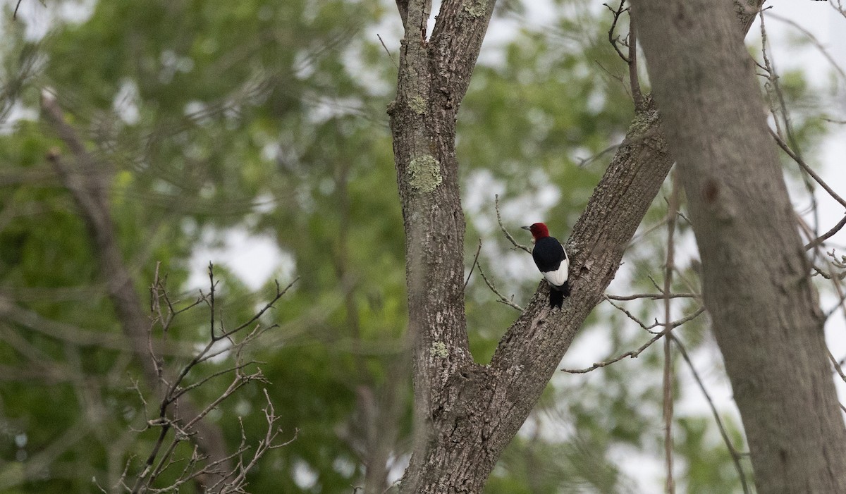 Red-headed Woodpecker - ML622053117