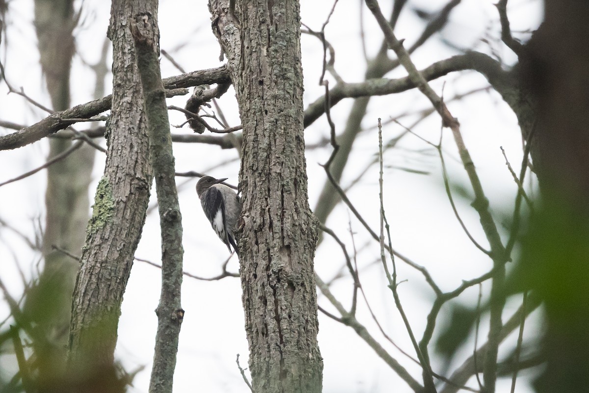 Red-headed Woodpecker - ML622053119