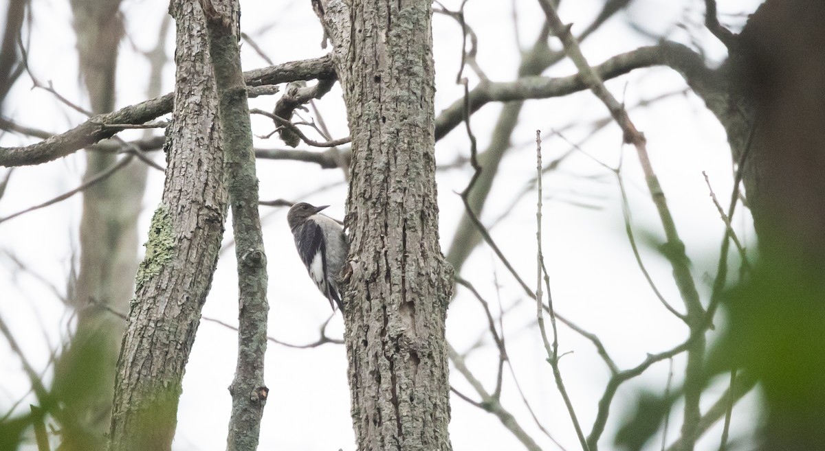 Red-headed Woodpecker - ML622053120