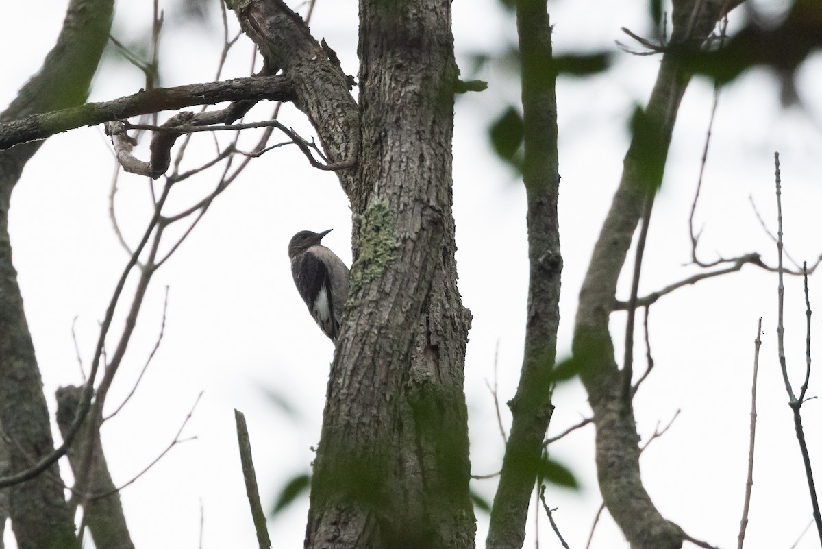 Red-headed Woodpecker - ML622053128