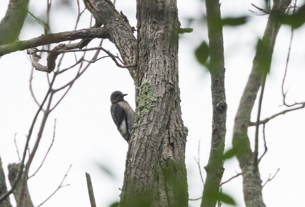 Red-headed Woodpecker - ML622053129