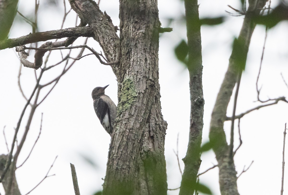 Red-headed Woodpecker - ML622053130