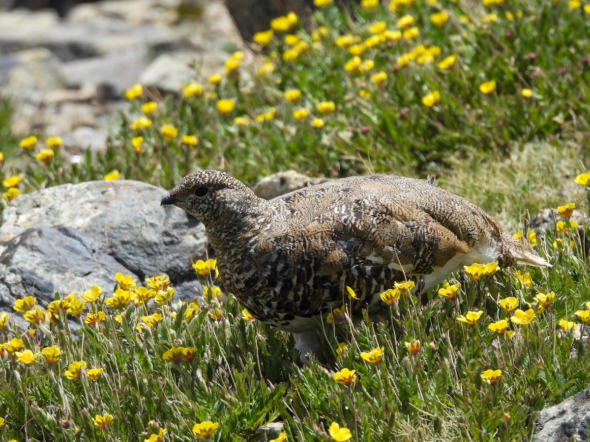 White-tailed Ptarmigan - ML622053134