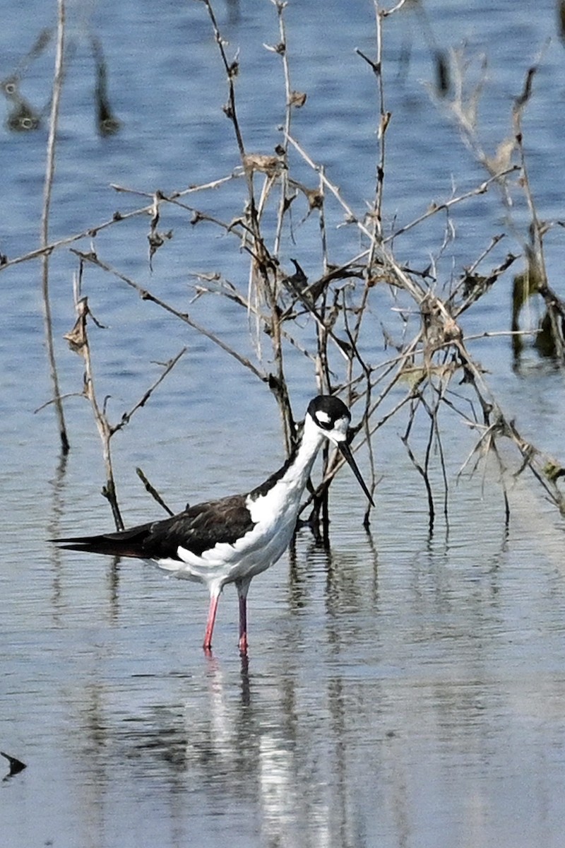 Black-necked Stilt - ML622053138