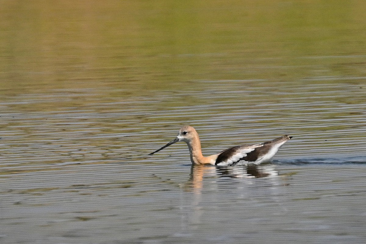 American Avocet - ML622053142