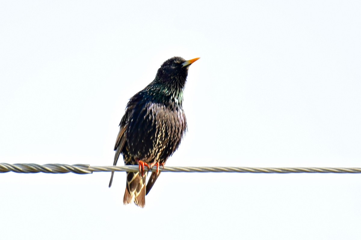 European Starling - ML622053145