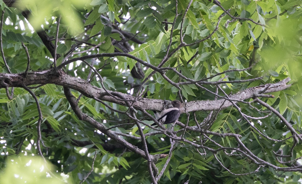 Red-headed Woodpecker - ML622053147