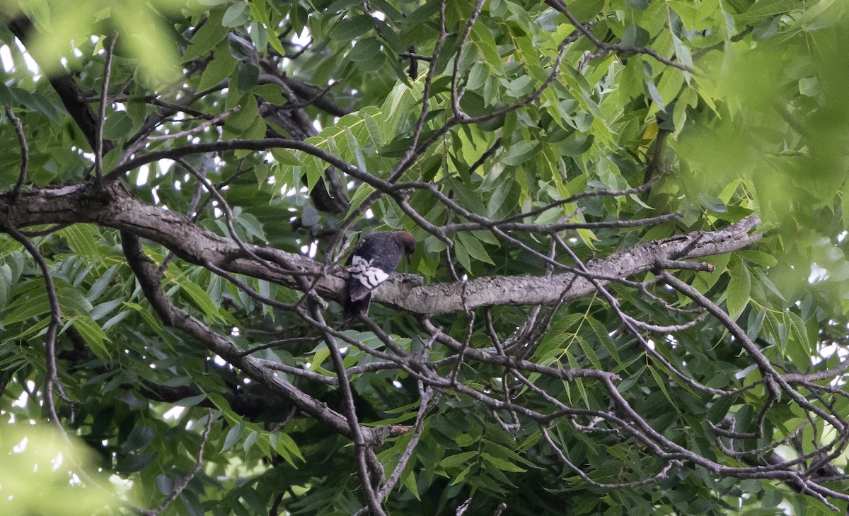 Red-headed Woodpecker - ML622053148