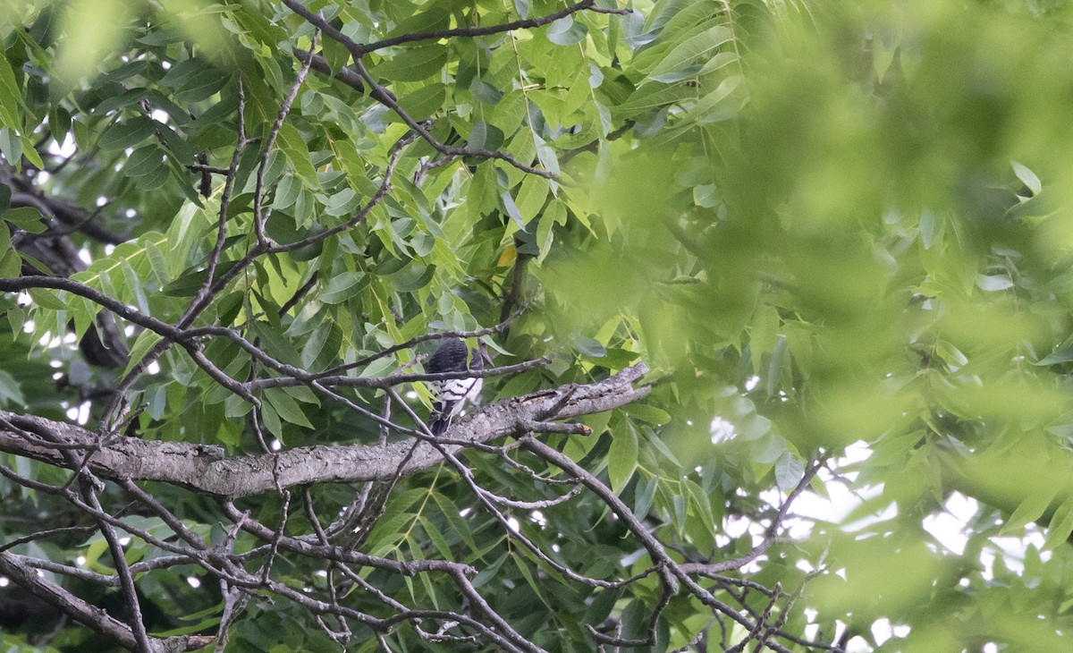 Red-headed Woodpecker - ML622053149