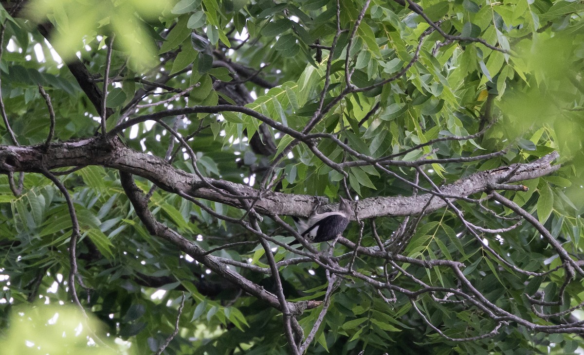 Red-headed Woodpecker - ML622053150