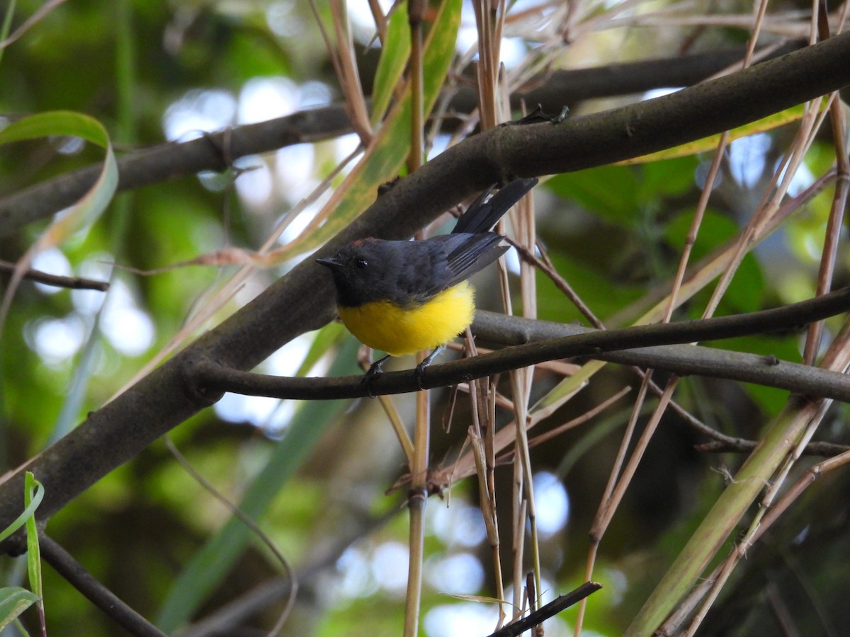 Slate-throated Redstart - ML622053151