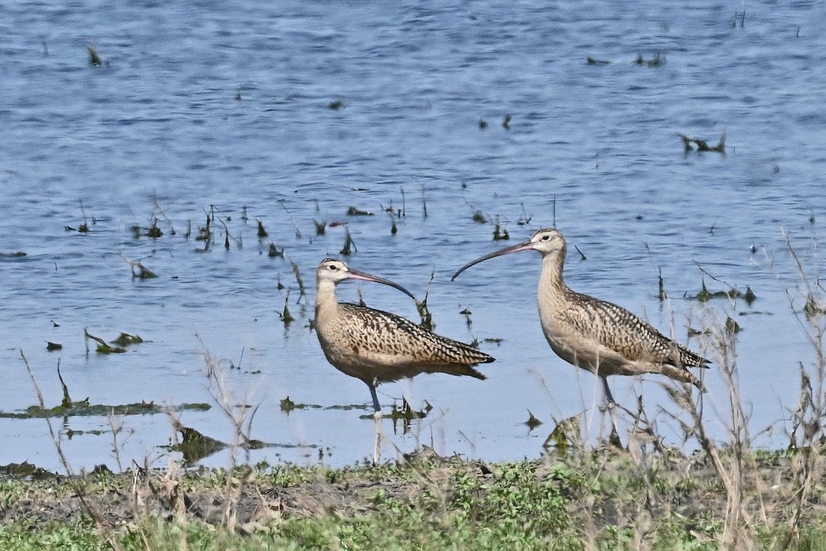 Long-billed Curlew - ML622053152