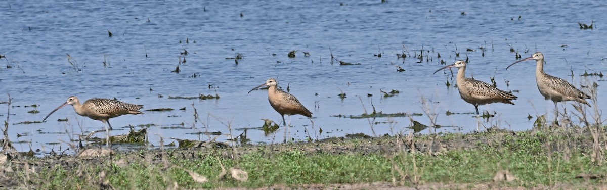 Long-billed Curlew - ML622053153