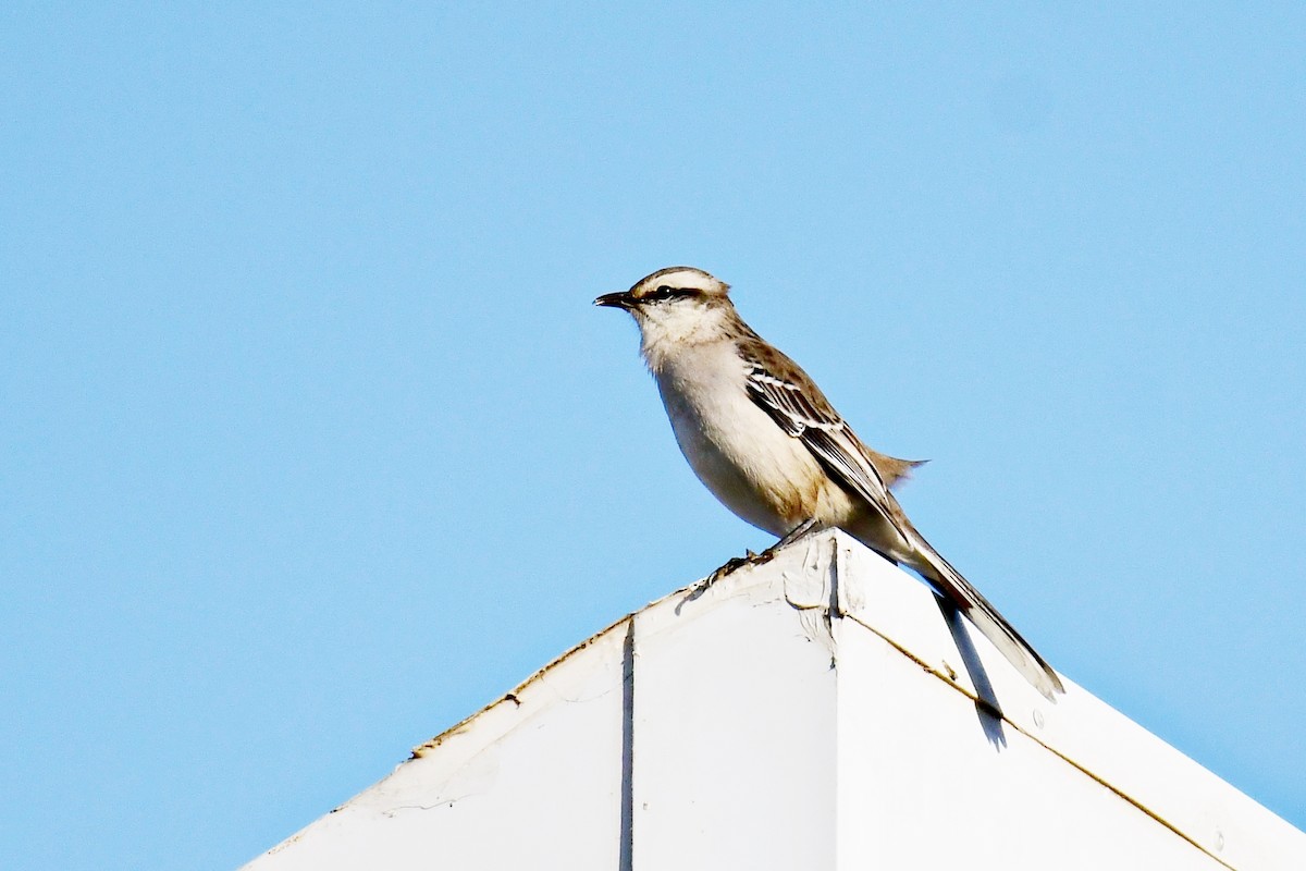 Chalk-browed Mockingbird - ML622053156