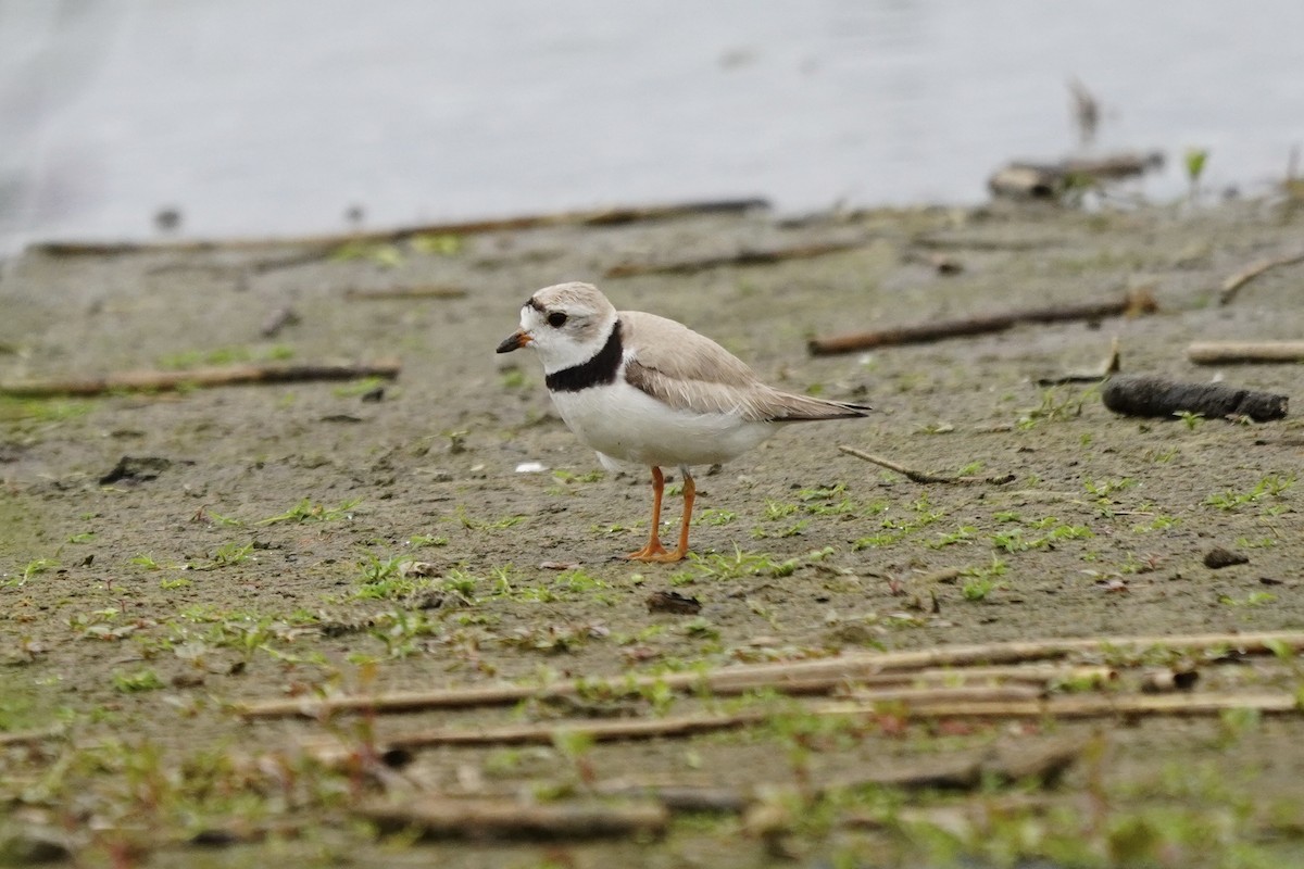 Piping Plover - ML622053157